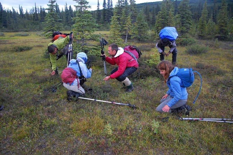 Berry picking along McKinley Bar Trail.