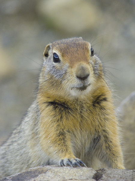 Ground squirrel.