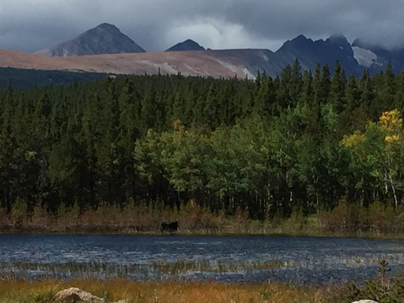 Moose cow hanging out in a small lake on the trail.