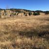 Big meadow.  Watch for Elk in the spring and fall.  Deer...always around.