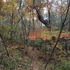 Passing through fall colors and native trees.