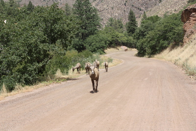 Sometimes, big horn sheep can be seen on the trail.