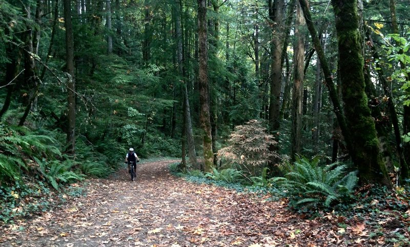 A bicyclist makes his way up Holman Lane on an autumn day.