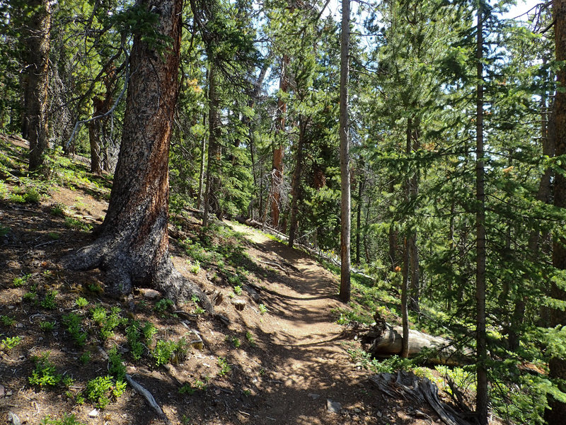 Through the trees.