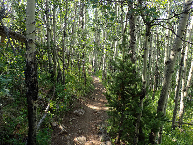 Aspens