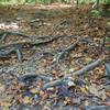 Some sections on the south side of Lake Johnson have lots of exposed roots!