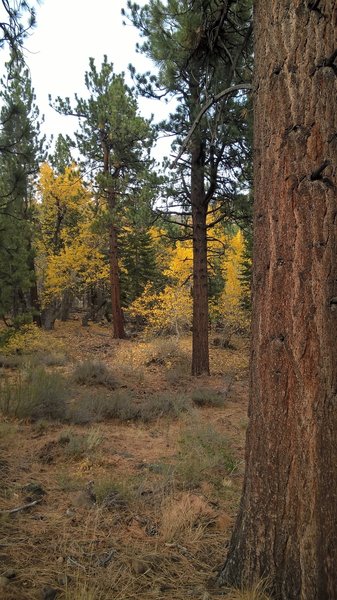 Fall colors follow Thomas Creek.