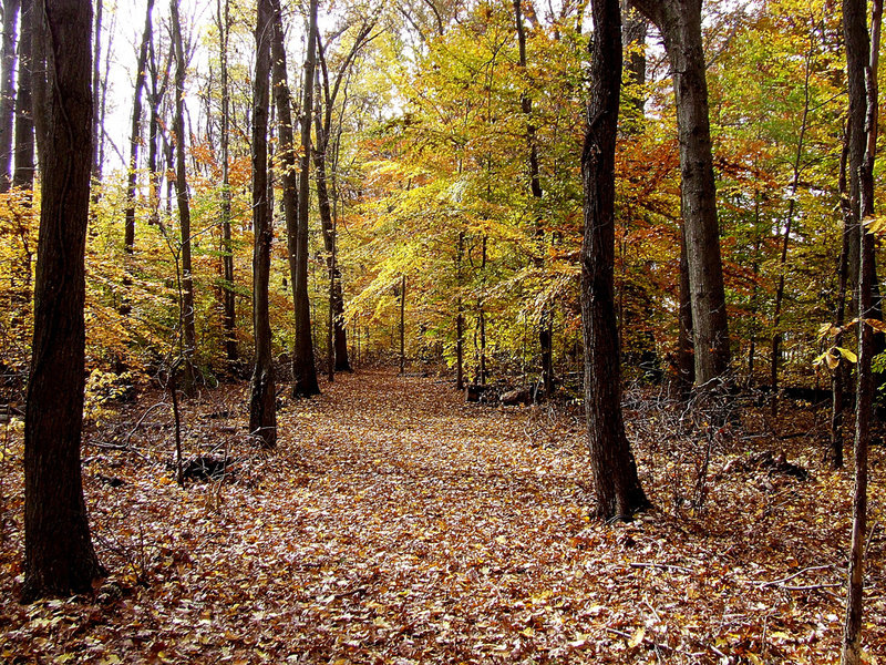 The nature trail through the old growth woods provides excellent up close viewing of habitat and wildlife of all forms.