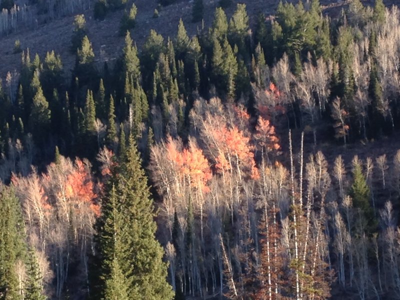 Some of the last brilliant orange colors of the fall.