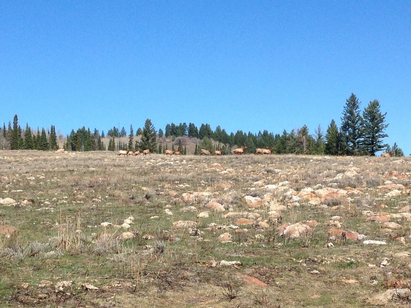 Elk running through the rocky meadow near the White Pine Canyon Trail.