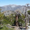 View of Mt Baldy from the Cucamonga Trail.