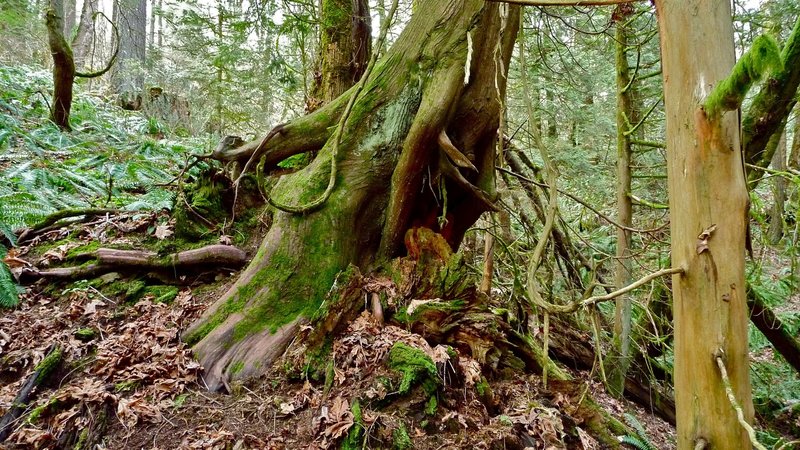 A beautiful, gnarled tree seen along the Wildwood Trail.