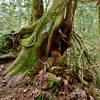 A beautiful, gnarled tree seen along the Wildwood Trail.