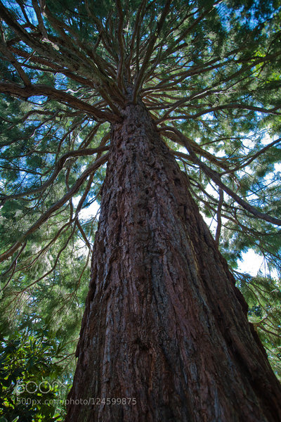 A massive tree found along the Wildwood Trail.