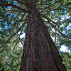 A massive tree found along the Wildwood Trail.