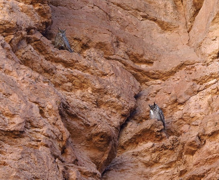 Horned owls in White Owl Canyon.