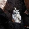 A white owl peers at the White Owl Trail.