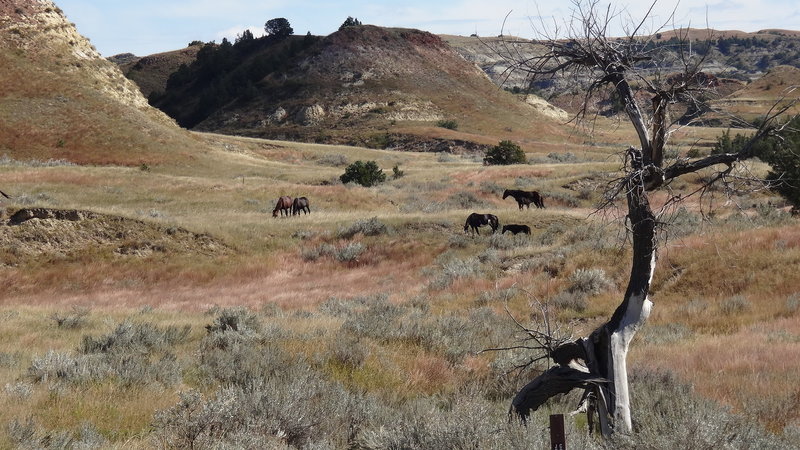 Wild horses ahead of us on the trail.