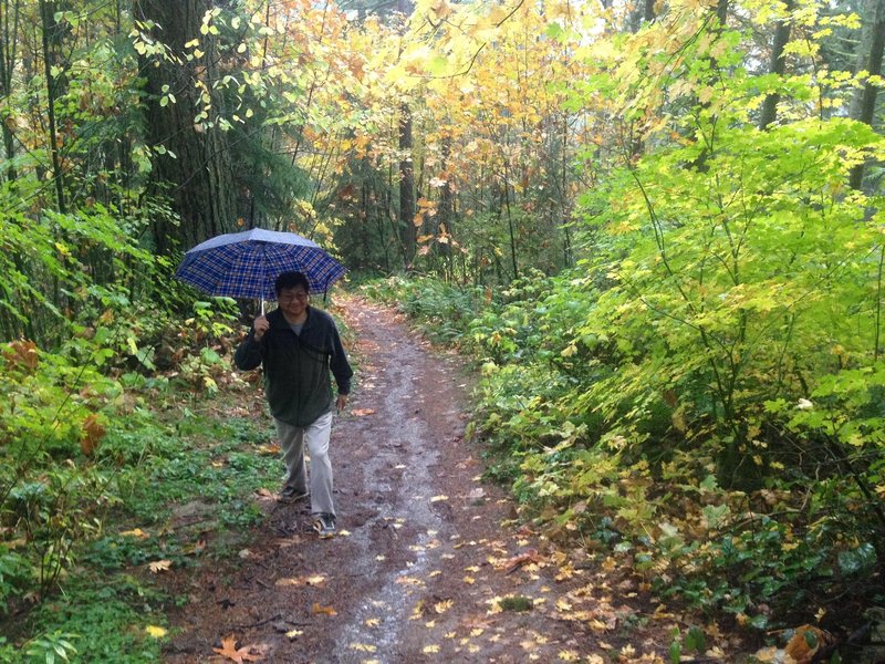 A hiker enjoys a walk in the rain at the point where Fire Lane 2 crosses into a short section of private property near Skyline. There is only room for two or three cars at the side of the road. The trailhead can be difficult to find, but is marked by a double gate in a chain link fence.