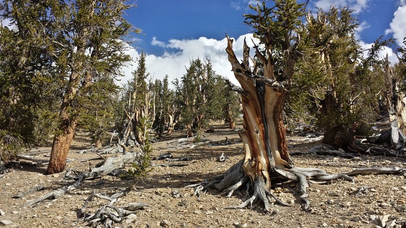 Methuselah Loop Trail.