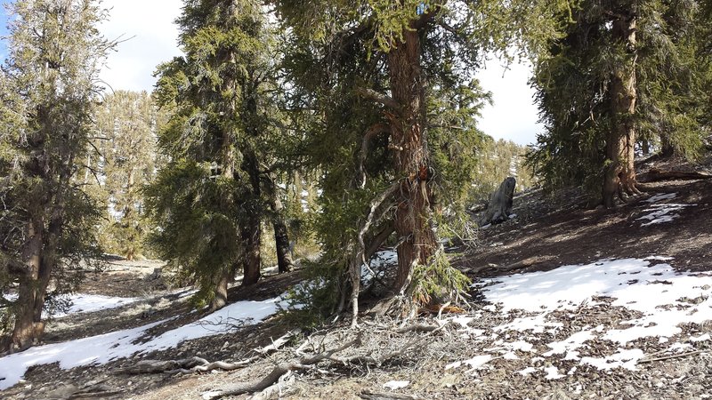 Methuselah Loop Trail.