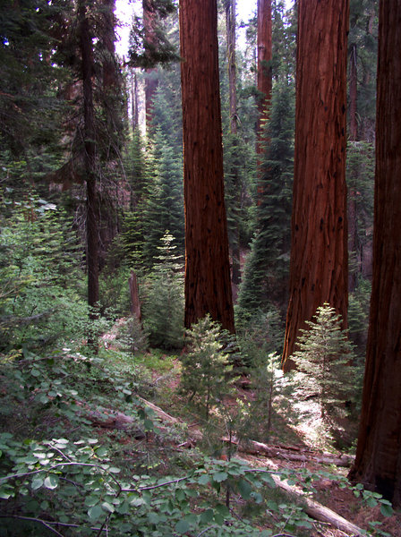 Redwood grove.