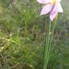 Spring is wildflower season in the Dishman Hills! Grass widows are very common throughout the area.