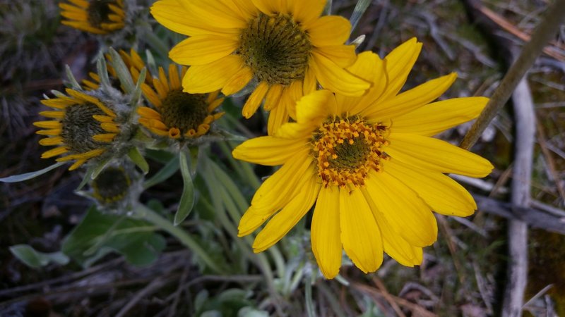 Arrowroot is prolific in Dishman Hills in June/July!