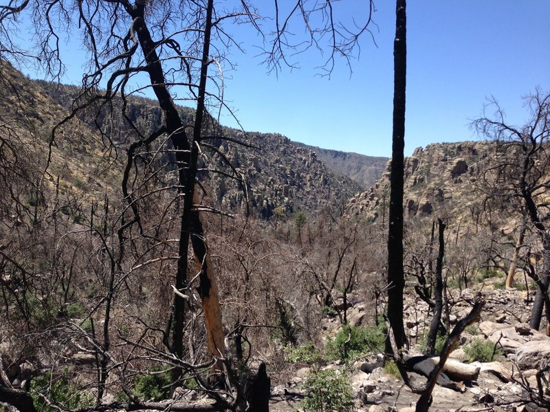 Hiking through burn area from 2011 Horseshoe Two fire.