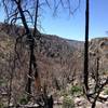 Hiking through burn area from 2011 Horseshoe Two fire.