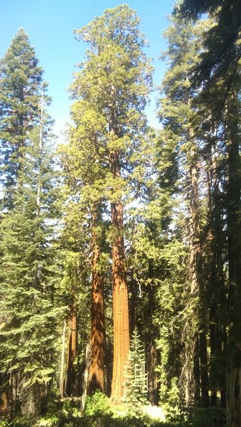 Giant Sequoias