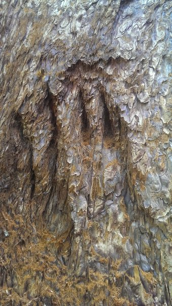 Bear Paw in Sequoia.