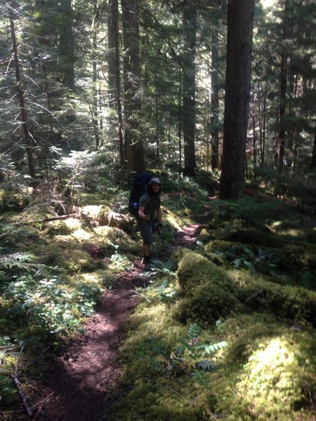 Chewie hiking through the lush forest.