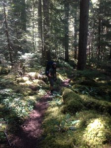 Chewie hiking through the lush forest.