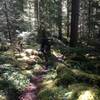 Chewie hiking through the lush forest.