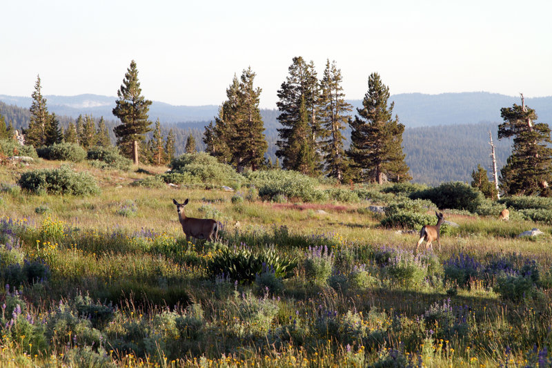 Wildlife abound at Yosemite.