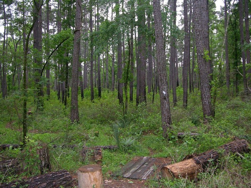 Lone Star Trail