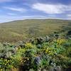 Spectacular wildflowers going up Cowiche Mountain.