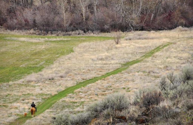 Crossing the riparian meadow which is under restoration with native grasses.