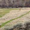 Crossing the riparian meadow which is under restoration with native grasses.