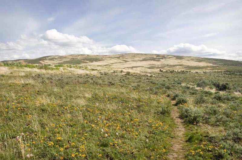 The abundant wildflowers share the stage with Cowiche Mountain.