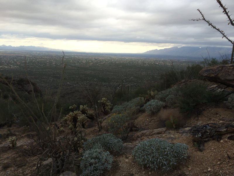 Tanque Verde Ridge Trail, Saguaro National Park, on an overcast day.