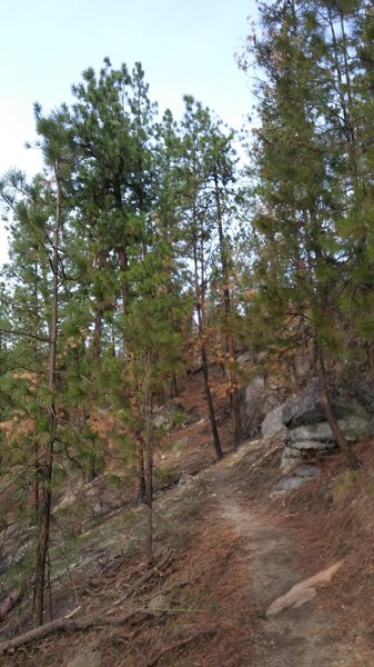 The switchbacks make it easier to ascend this steep hillside.