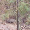 There were 3 deer on the trail back - not minding us a bit.