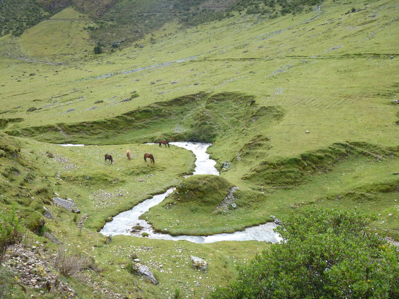 Horses grazing in the open fields.
