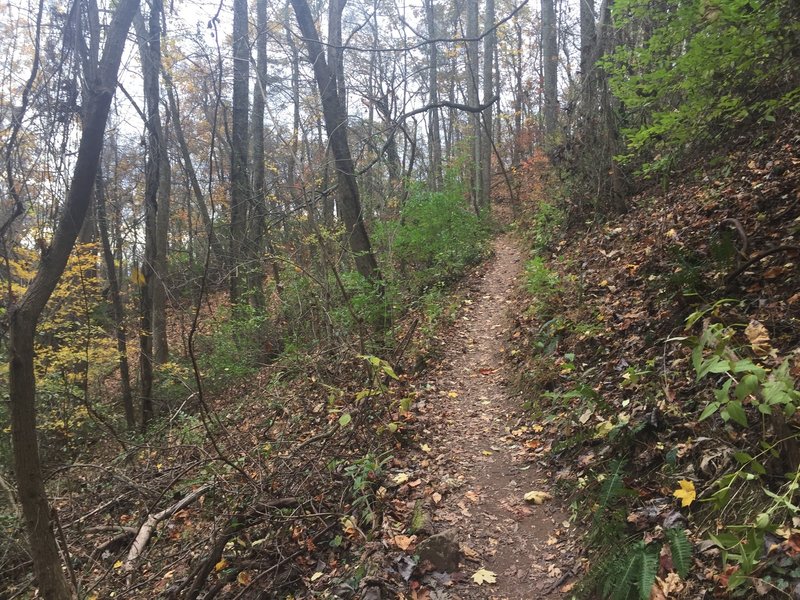 The beginning of the gradual ascent to Crest Trail via the West Overlook Trail.