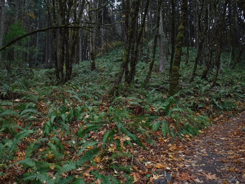 Ferns along the Ridgeline Trail on the way to Spencer Butte!