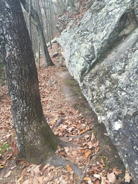 Some parts of the House Mountain trail are narrow and close to or on top of rock formations.