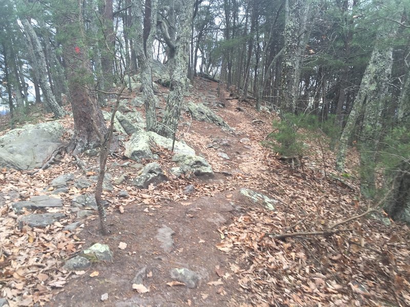 Hiking along the Crest Trail towards the East Overlook.