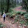 A woman hikes the Wildwood Trail at the point it intersects with Fir Lane 1, which can be seen in the upper right. The are is very family-friendly as it has easy excess to a wide clearing with picnic tables.